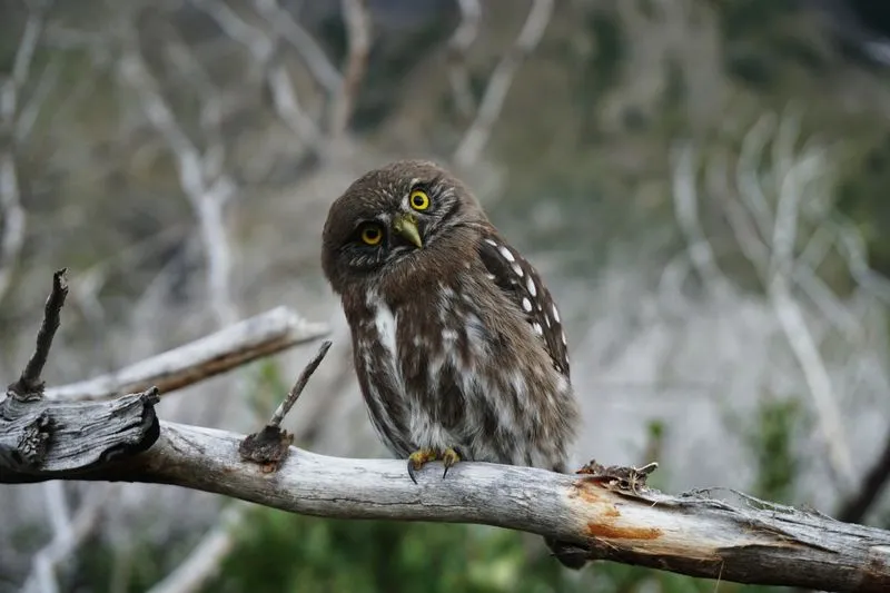 Owl on a branch